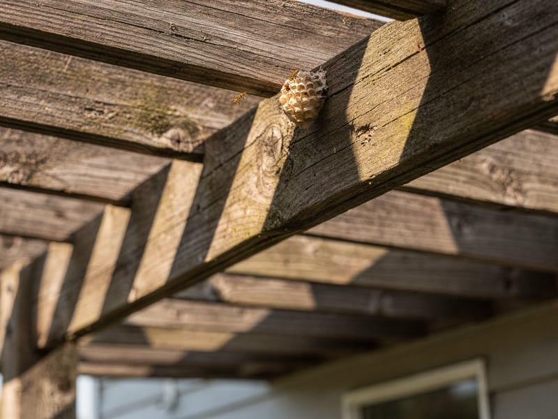 Wasp & Stinging Insect Removal